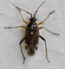 Harpocera thoracica